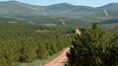 Türkiye ağaçlandırmada dünya üçüncüsü