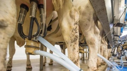 "Türkiye'de geçen yıl 22, 1 milyon ton çiğ süt üretildi"