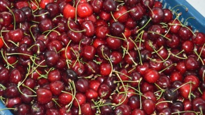Türkiye'den Çin'e yılın ilk kirazı gönderildi