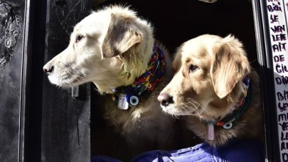 Veterinerlerden 'evcil hayvan besleyenler kayıt altına alınsın' talebi