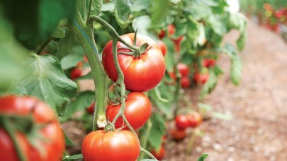 Yeni seralara 1.7 milyar lira