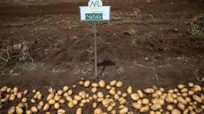 Yerli patates cinsi 'Nahita' görücüye çıktı