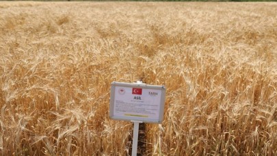 Yerli ve milli tohumlar tanıtıldı