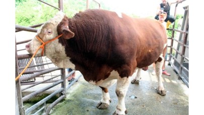 1, 7 ton ağırlığındaki 'Soro' kesildi