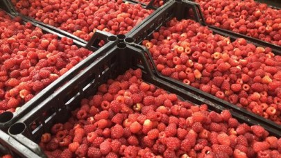 Ahududu hasadı üreticinin yüzünü güldürdü