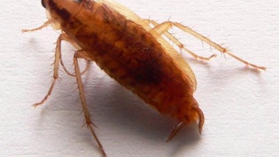 Bilim insanları: Hamam böceklerini öldürmek imkansızlaşıyor