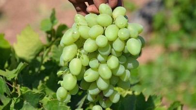 Bir avuç üzüm 63 bin lira!