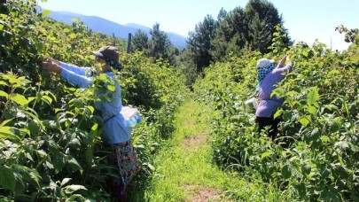 Bir dönümden 10 bin TL kazanıyorlar