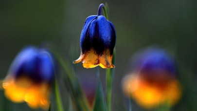 Bu bitkileri koparmanın cezası ağır!