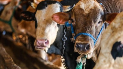 Büyükbaş kurbanlıkların kilogram fiyatı belli oldu