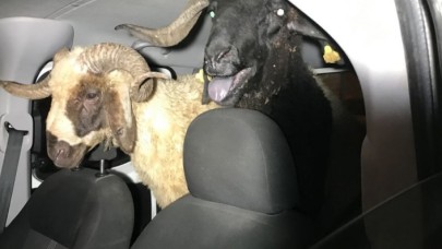 Çaldıkları koyunları bırakıp kaçtılar