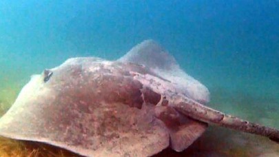 Çanakkale Boğazı’nda devasa vatoz görüntülendi