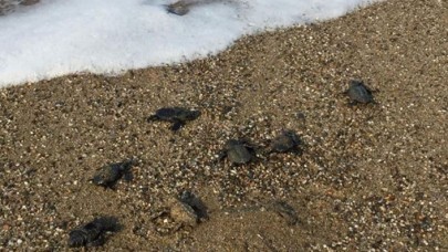 Caretta caretta yavrularını vatandaşlar denize ulaştırdı