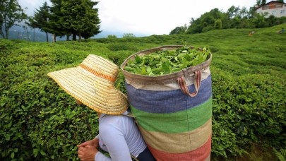 ÇAYKUR'da yaş çay bedeli ödemelerine başlandı