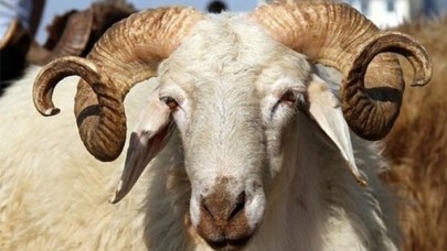 Diyanet,  vekalet yoluyla kurban kesim bedelini açıkladı