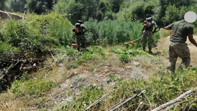 Diyarbakır'da 1 milyon 378 bin 700 kök Hint keneviri ele geçirildi