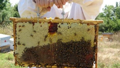 Edirne'de bal hasadı başladı 