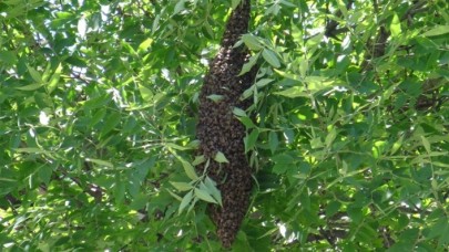 Firar eden arı kolonisi vatandaşları endişelendirdi