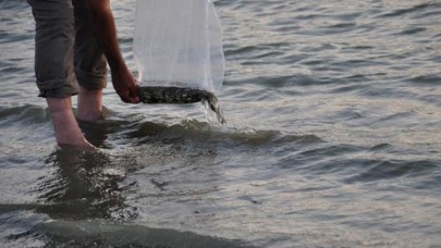 Gaziantep’te,  baraj ve göletlere 40 bin sazan yavrusu bırakıldı