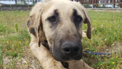 Hayvana şiddet uygulayana 'hapis cezası' önerisi