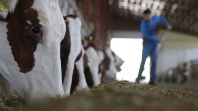 Hayvancılıkta verimli üretime yüksek destek