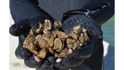 İçme suyunda,  zebra midye tehdidi