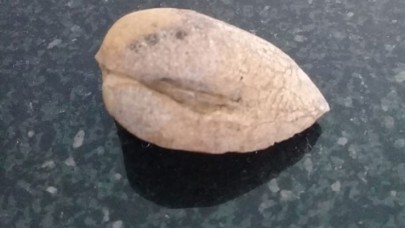 Iğdır'da bulundu! Gören şaşkına döndü