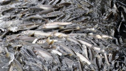 İnci kefali dönüş yolculuğunda