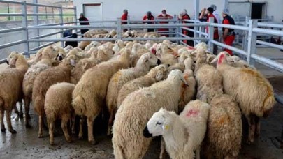 İstanbul'da kurban satışları başladı