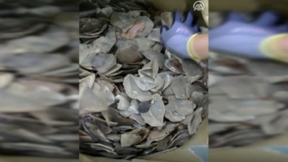 İstanbul Havalimanı'nda 1.2 ton pangolin pulu ele geçirildi