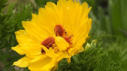 İzine 150 yıl sonra tekrar rastlanan bitki için özel çalışma