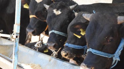 İzmir'de 235 noktada kurbanlık satışı yapılacak