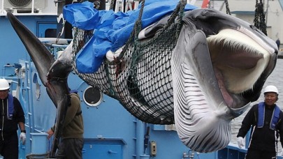 Japonya balina avına başladı