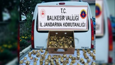 Kaçak zambak soğanı toplayan kişiye 60 bin TL ceza kesildi