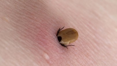 'Keneye işkence yapmayın'