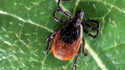 KKKA’da erken tedavi hayati önem taşıyor