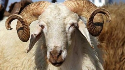 Kurbana acı çektirene para cezası