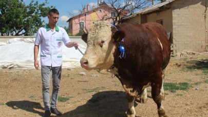 1, 3 tonluk kurbanlık boğa görücüye çıktı