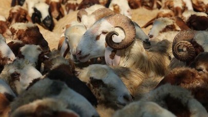 Kurbanlıklar yerli olacak mı?