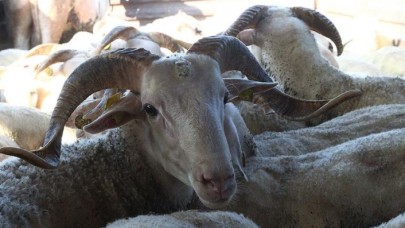 Kurbanlıkların İstanbul'a girişi 27 Temmuz'da başlayacak