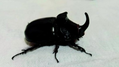 Mersin'de,  gergedan böceği bulundu