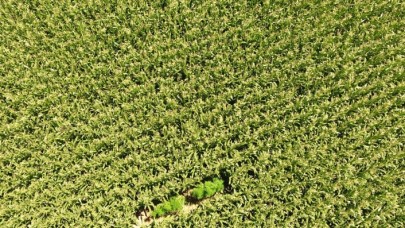 Mısır tarlaları arasına ekilmiş kenevirler drone ile tespit edildi
