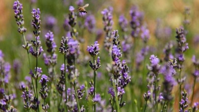 Ovacık 'lavanta' koktu