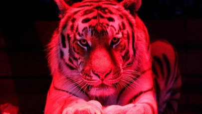 Sirkte korkunç olay! Kaplanlar terbiyeciyi öldürdü