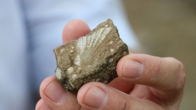 Sivas'ta deniz canlılarına ait fosiller bulundu: 'Okyanusun tabanında olduğunu düşünüyoruz'