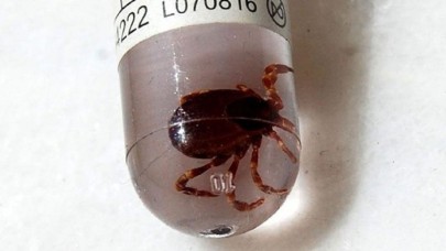 Sivas'ta KKKA hastalığıyla ilgili vaka sayısının arttığı iddiası