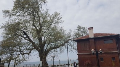 Tarihe tanıklık eden 9 bin 369 ağaç tescillendi