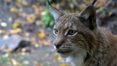 Temel besin kaynakları küçülen vaşakların boyutları da küçüldü