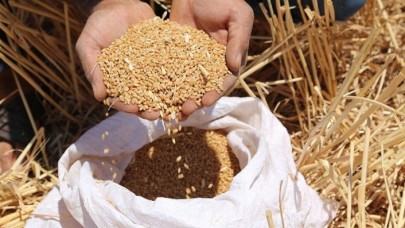 'Türkiye,  buğdayda kurak seneler için hazırlık yapmalı'