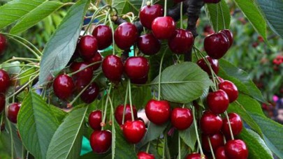 Ulukışla'dan 5 ülkeye kiraz ihracı